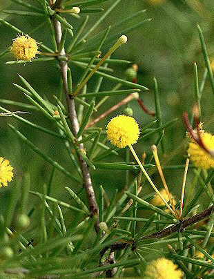 Acacia tetragonophylla