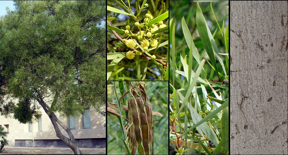 Aspecto general y detalle de las flores