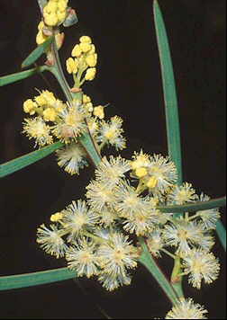 Detalle de las flores (Foto Univ. Tasmania)