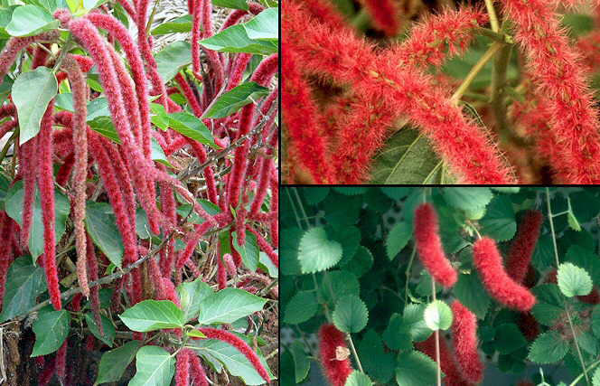 Acalypha3.jpg (214282 bytes)