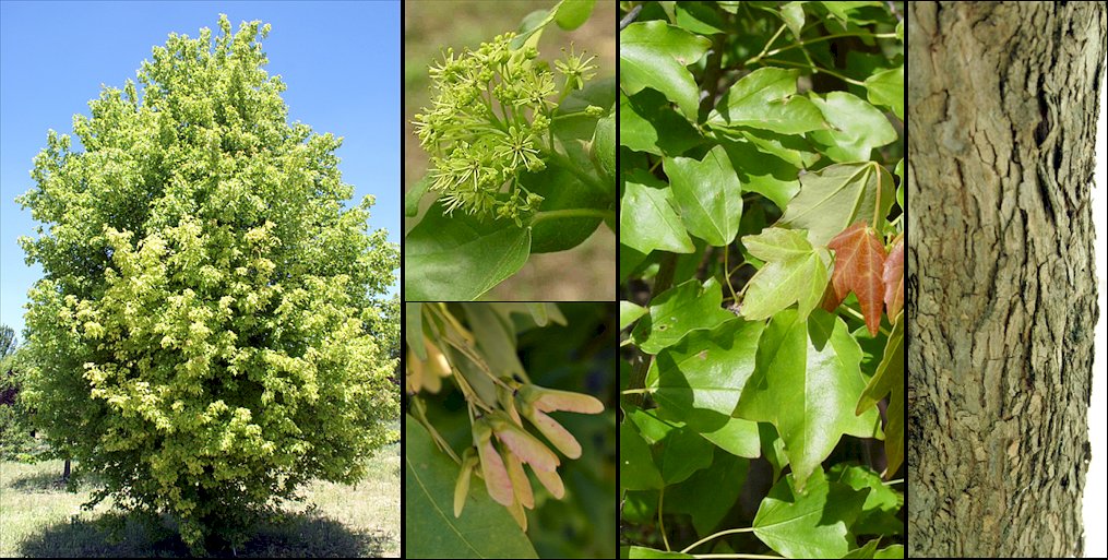 Detalle de las hojas, frutos y corteza