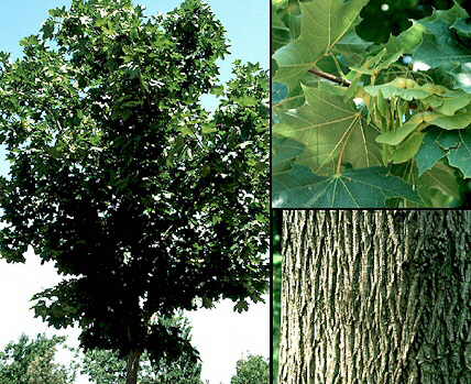 Aspecto general y detalles de hojas y frutos y corteza
