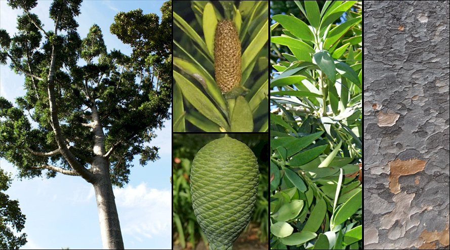 Aspecto general y detalle de hojas y corteza