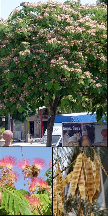 Aspecto general y detalle de flores y frutos