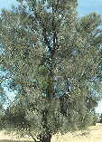 Allocasuarina