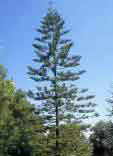 Araucaria heterophylla