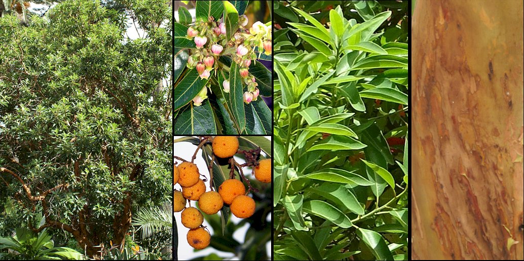 Aspecto general y detalle de flores y frutos