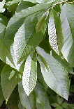 Asimina triloba