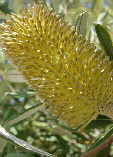 Banksia integrifolia