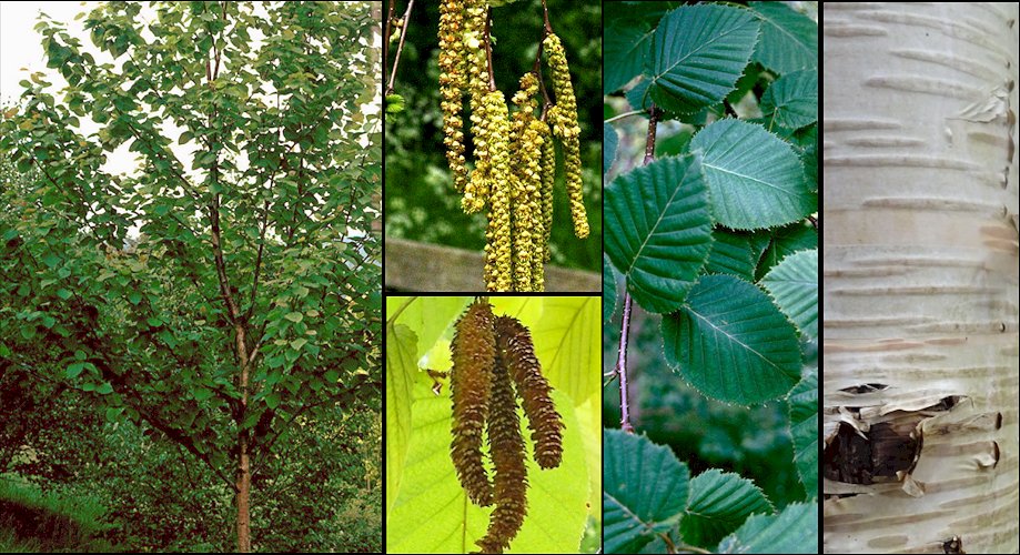 Aspecto general y detalle de hojas y corteza