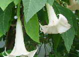 Brugmansia arborea