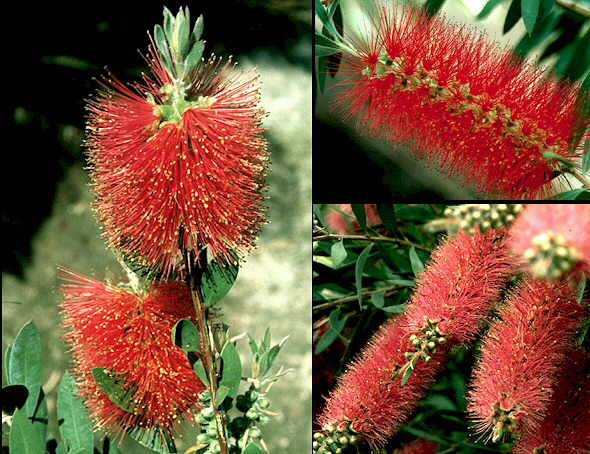 Callistemon2.jpg (192570 bytes)