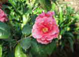 Camellia japonica