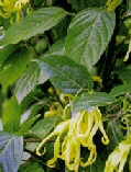 Cananga odorata