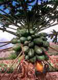 Carica papaya