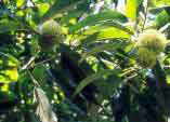 Castanea sativa