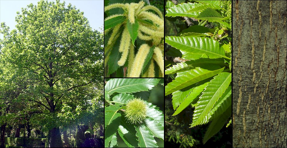 Aspecto medio y detalles de inflorescencias y frutos