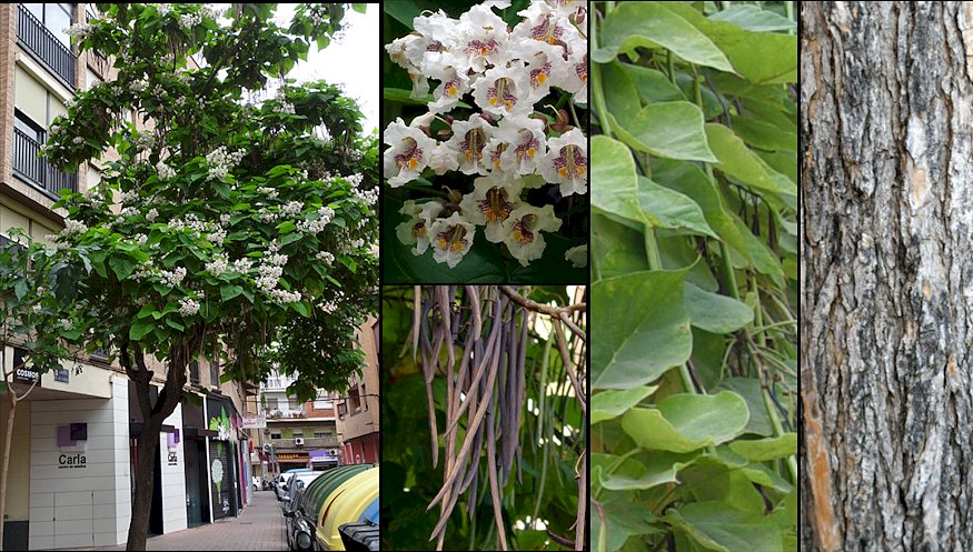 Aspecto general y detalle de flores y frutos