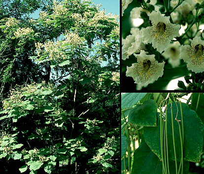 Aspecto general y detalle de flores y frutos