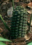 Ceratozamia mexicana