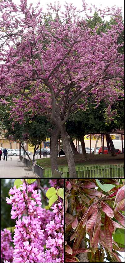 Aspecto general y detalle de flor y fruto