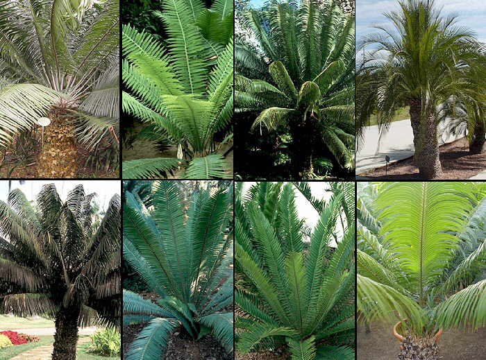 Cicadas4.jpg (299251 bytes)