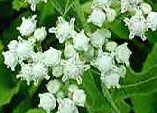 Cinchona officinalis