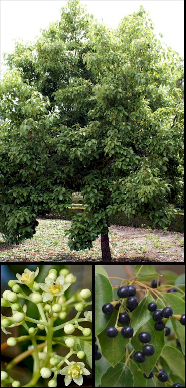 Aspecto general y detalle de flores y corteza