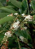Citharexylum spinosum