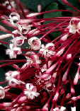 Clerodendrum quadriloculare
