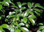 Cleyera japonica