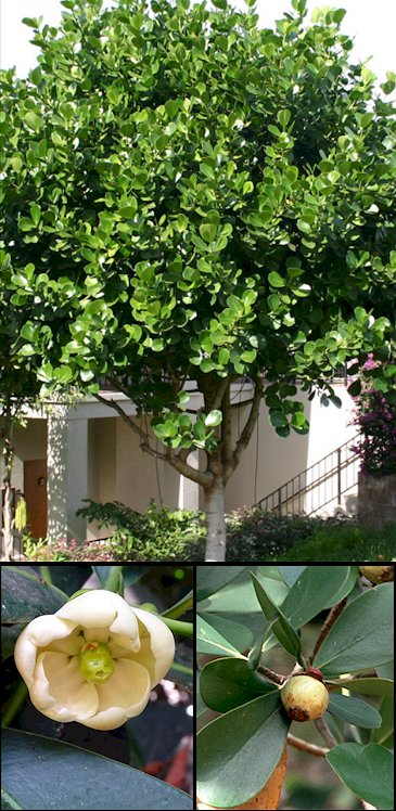 Aspecto general y detalles de flor y fruto