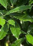 Cocculus laurifolius
