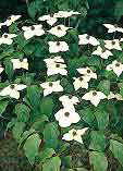 Cornus kousa