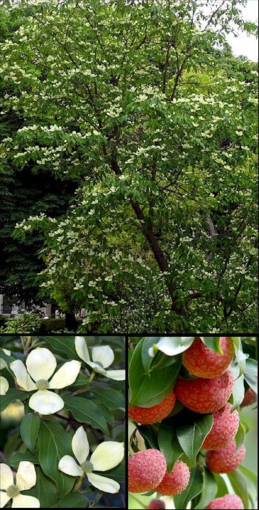 Aspecto general y detalle de flores y frutos