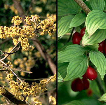 Detalle de flores y frutos