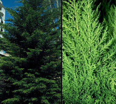 Cupressus macrocarpa y su variedad 'Golden Crest'