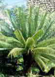 Cycas circinalis