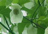 Davidia involucrata