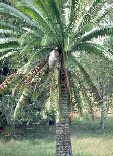 Dioon spinulosum