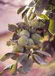 Diospyros kaki