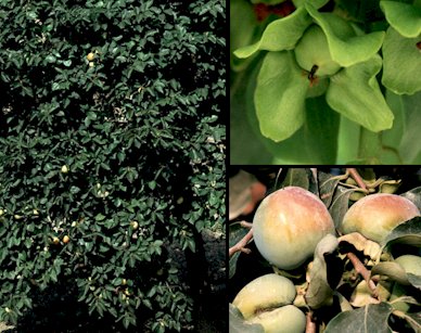 Aspecto general y detalles de flor femenina y frutos