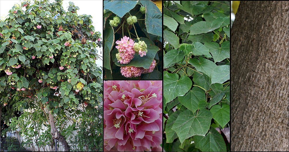 Aspecto general y detalle de las inflorescencias