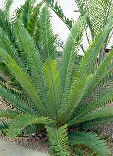 Encephalartos msinganus