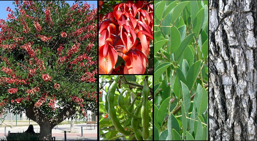 Aspecto general y detalle de flores y frutos