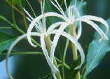 Exostema caribaeum
