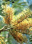 Grevillea robusta