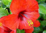 Hibiscus rosa-sinensis