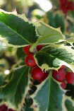 Ilex aquifolium