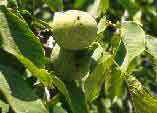 Juglans regia